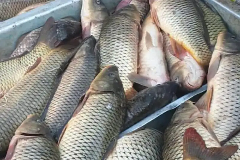Почти 300 кг рыбы изъяли у браконьеров туркестанские полицейские