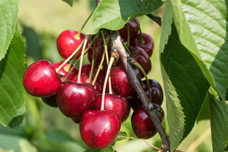 Площадь вишневых садов увеличивают в Тюлькубасском районе Туркестанской области