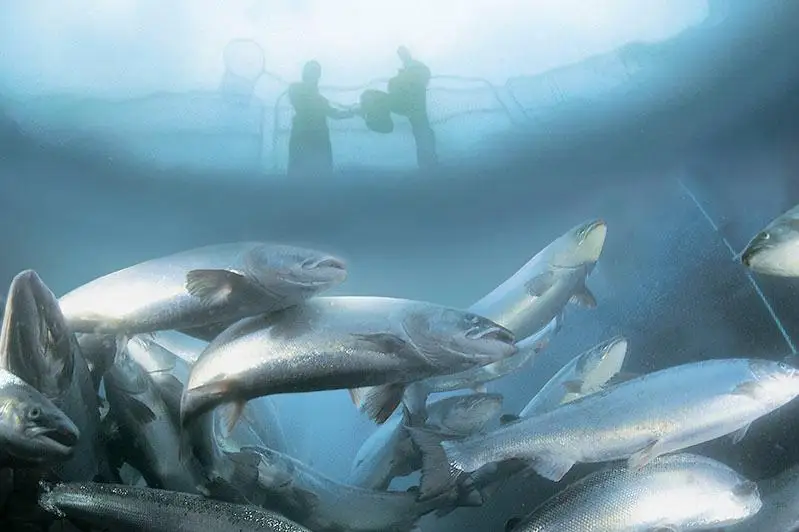 ЕЭК создает условия для развития производства аквакультурной рыбы