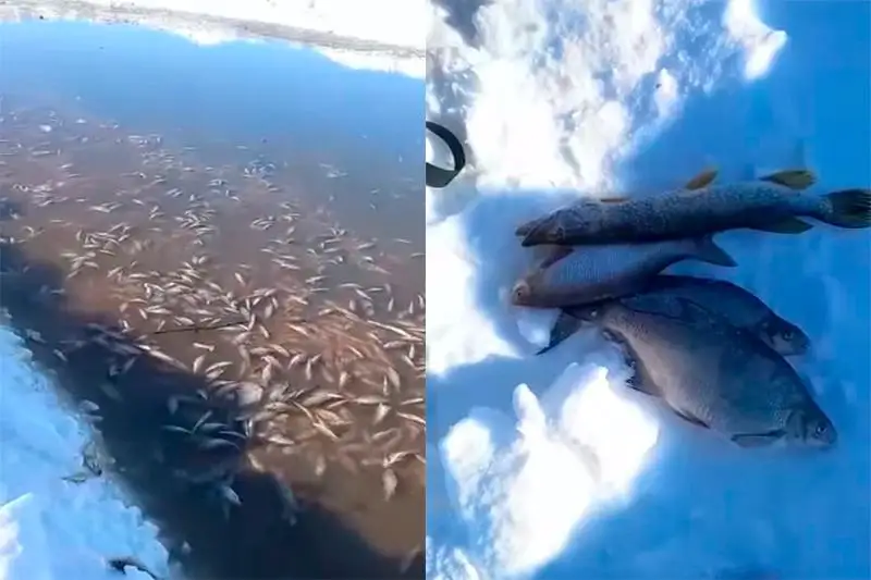 Рыба вмерзла в лед на озере в СКО