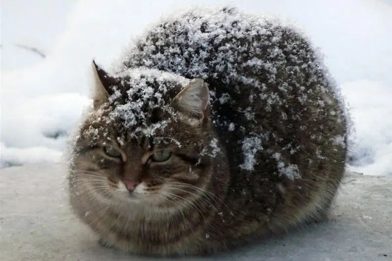 Замерзающих кошек в Павлодарской области спасают осуждённые-волонтёры и сотрудники службы пробации ДУИС
