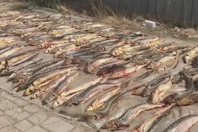 247 осетров незаконно хранились на даче в пригороде Атырау