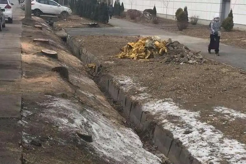 Вырубка деревьев у магазина Sulpak в Алматы: дело направлено в прокуратуру