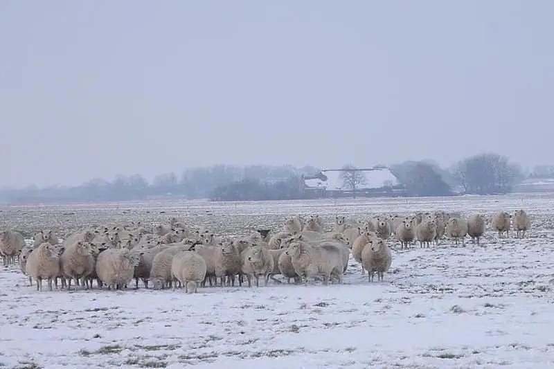 Пастуха с отарой из 600 овец спасли из снежного плена жамбылские полицейские