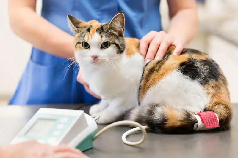 Домашних животных проверяют на коронавирус в Азербайджане