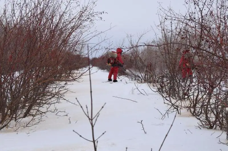 Как защищают деревья и кустарники от зайцев в столице