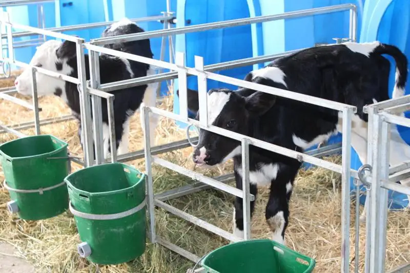 Около 400 откормочных площадок действуют в Ордабасинском районе Туркестанской области