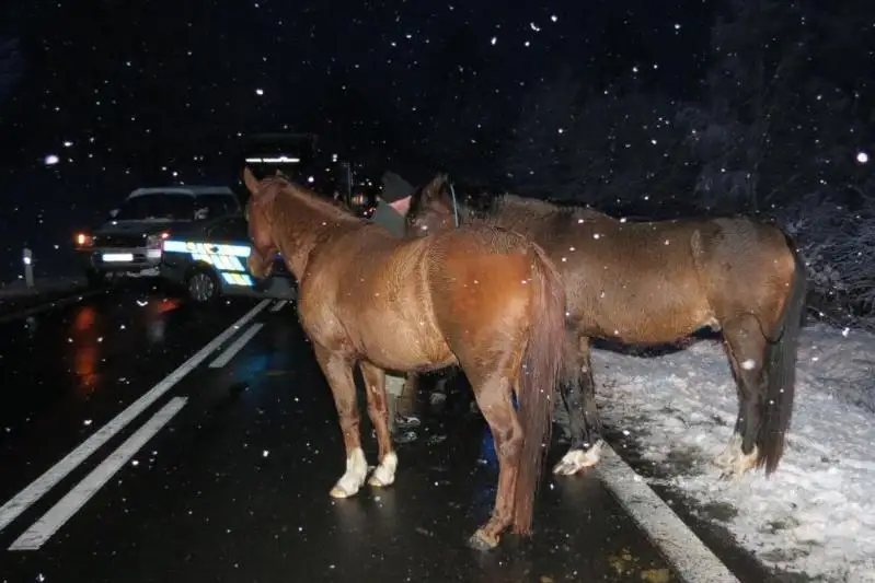 Аварийную ситуацию на дороге создал табунщик в Павлодарской области