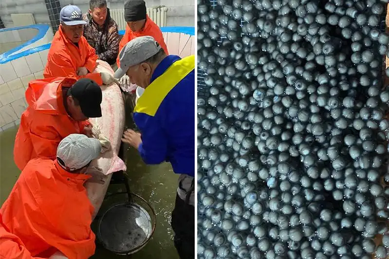 20 кг икры получили от белуги в Атырау