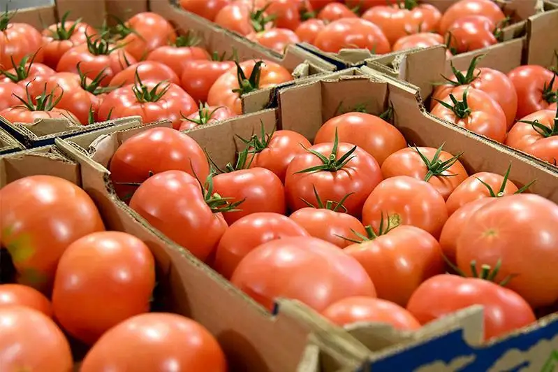 Казахстан временно запретил ввоз томатов из Азербайджана – Минсельхоз РК