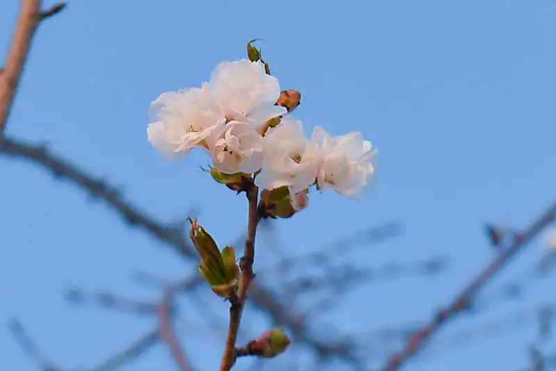Сакура зацвела у мавзолея Ясауи в Туркестане