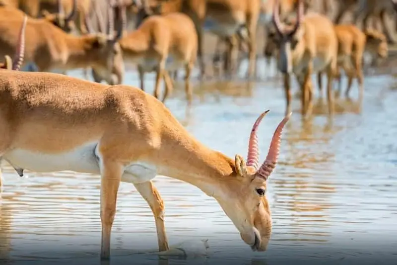 В Восточном Казахстане стартует природоохранная акция «Сайгак»