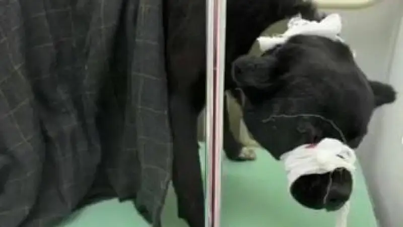 Собаке выжгли глаза в Шымкенте: началось досудебное расследование