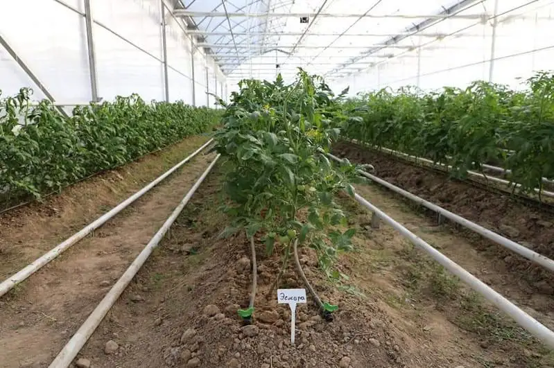 Площадку для обмена опытом в земледелии строят в Сарыагашском районе