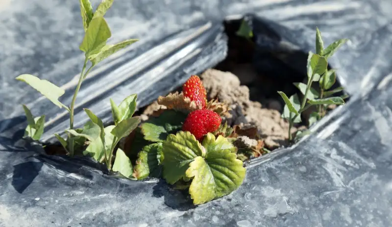 Жамбылские аграрии осваивают новые виды сельхозкультур