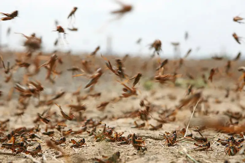 Казахстан и Россия обсудили подготовку к борьбе с саранчой на приграничных территориях