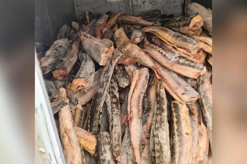 Схрон браконьеров с тремя тоннами рыбы осетровых пород обнаружили в Мангистауской области