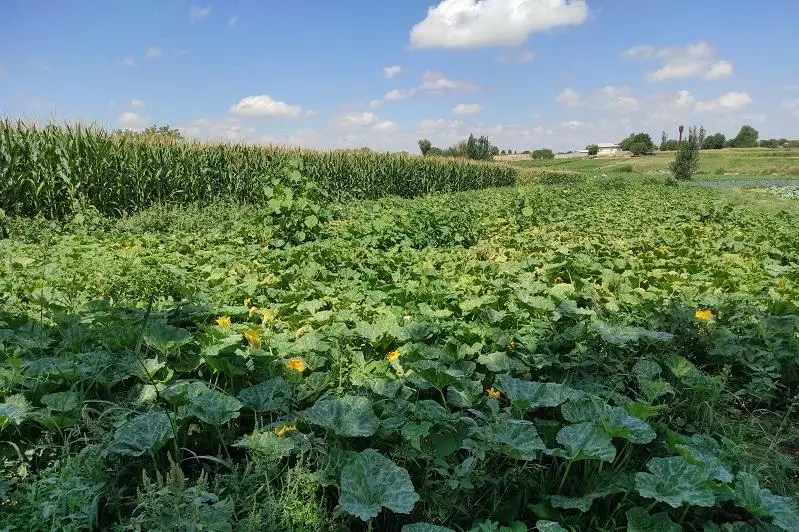 До 70 тысяч га доведут посевные площади в Сарыагашском районе Туркестанской области