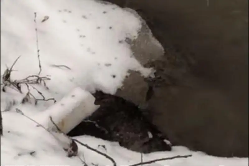 На слив канализационных отходов в речку Жарбулак пожаловались алматинцы