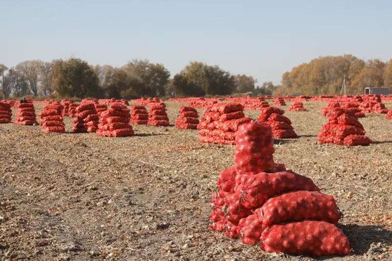 Лук – сельхозкультура, которую сотни лет возделывают жамбылские крестьяне