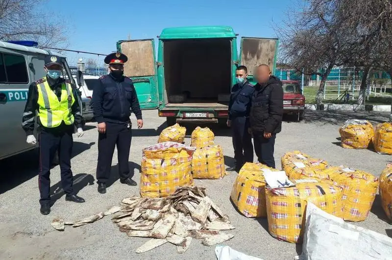 Почти девять тысяч шкур ондатры изъяли у жителя Алматинской области