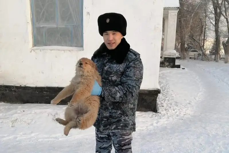 Собак и кошек спасают  в 40-градусный мороз сотрудники колонии в Семее