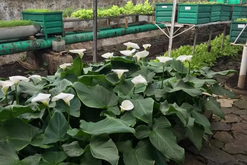 30 видов цветов выращивают в одной из колоний ВКО