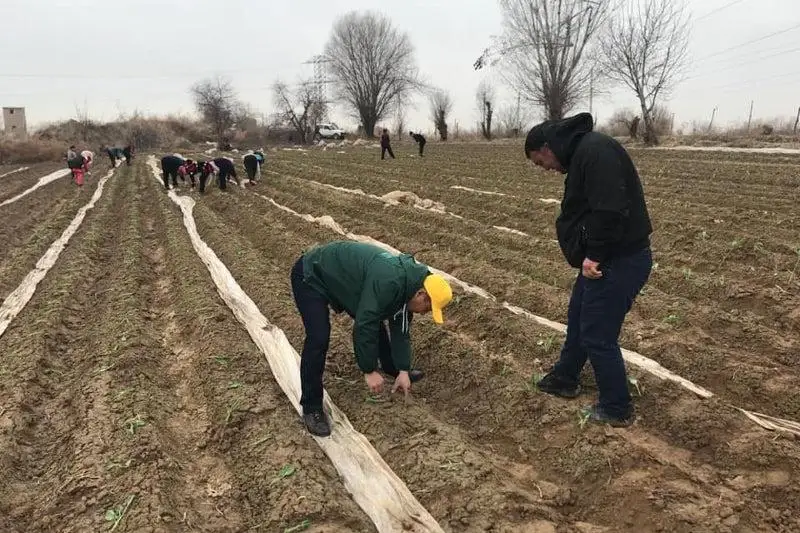 В Сарыагашском районе Туркестанской области началась посевная кампания