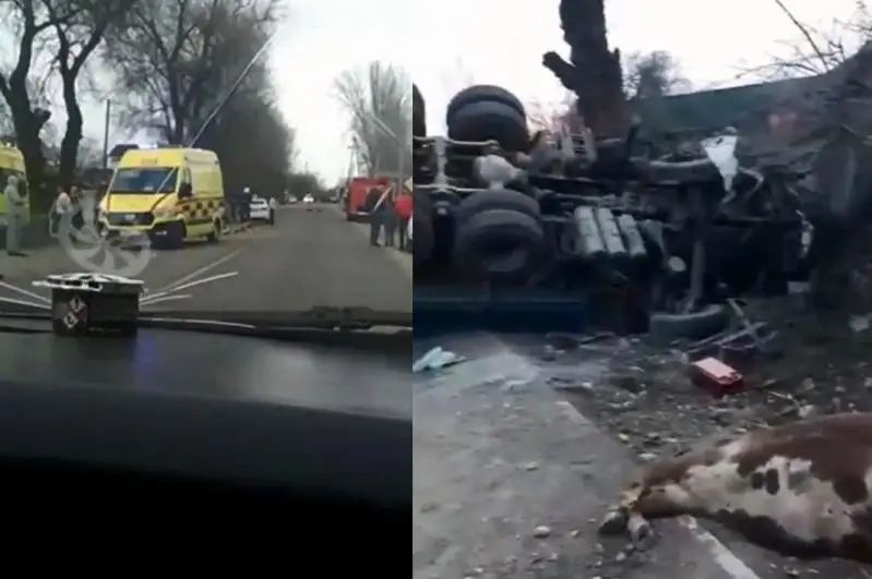 Самосвал сбил коров в Алматинской области, погиб пассажир