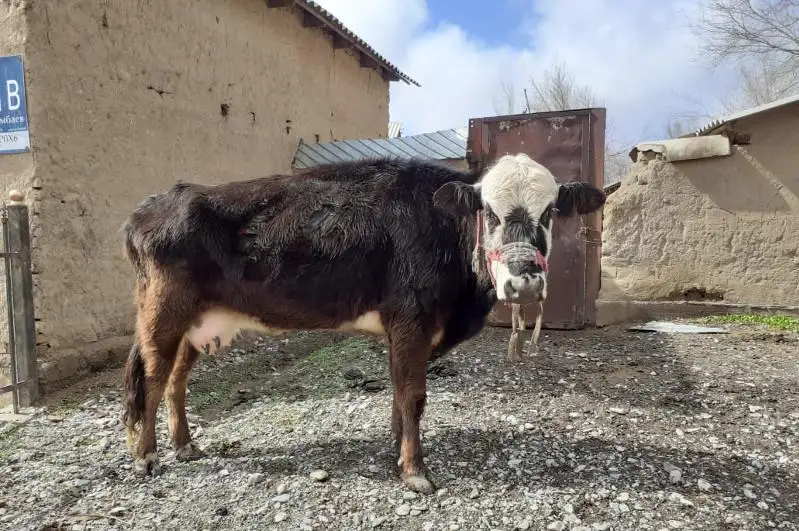 Туркестанские полицейские задержали скотокрада в России