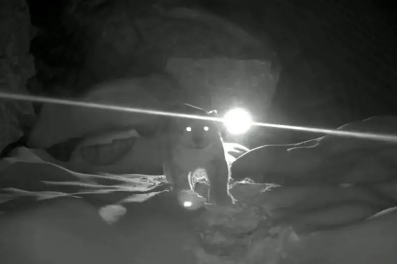 Снежные барсы в Казахстане чаще стали попадаться в объективы фотоловушек