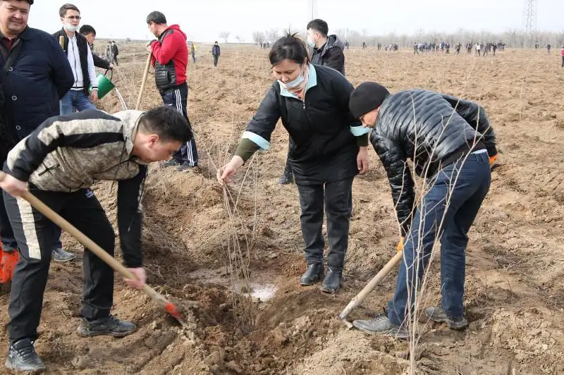 «Чистая природа»: 140 тысяч саженцев высадили в Жамбылской области