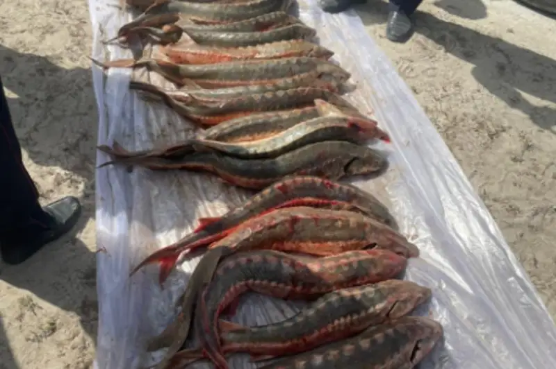 Промежуточные итоги акции «Бекіре-2021»: возбуждено 20 уголовных дел по фактам браконьерства