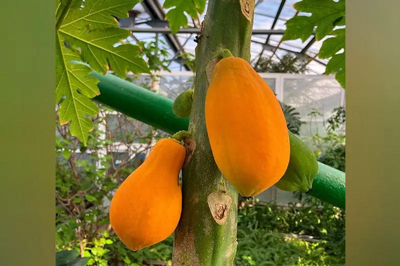 Папайя созрела в ботаническом саду Петропавловска