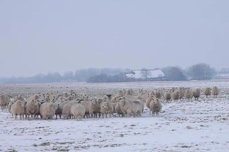 Пропавшего чабана искали жамбылские спасатели в заснеженной пустыне Бетпак-дала
