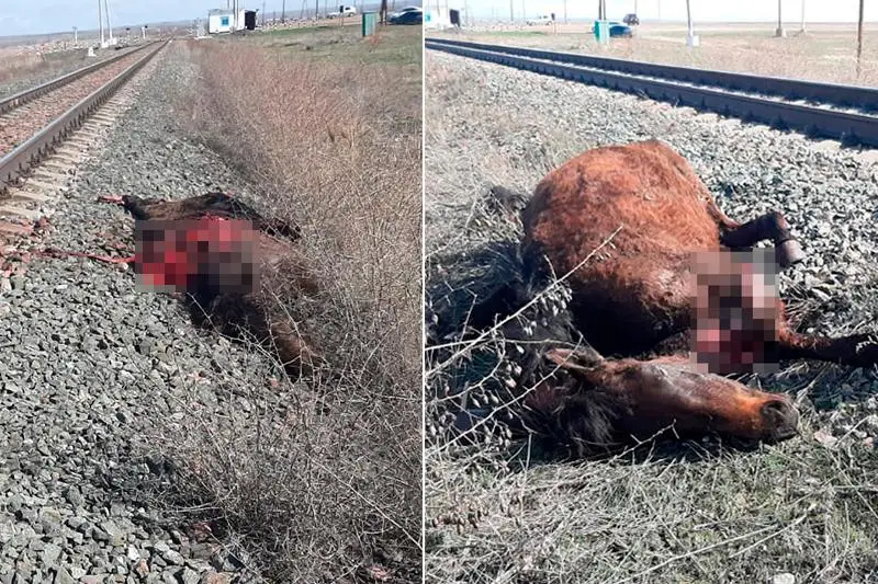 Поезд сбил лошадей в Павлодарской области