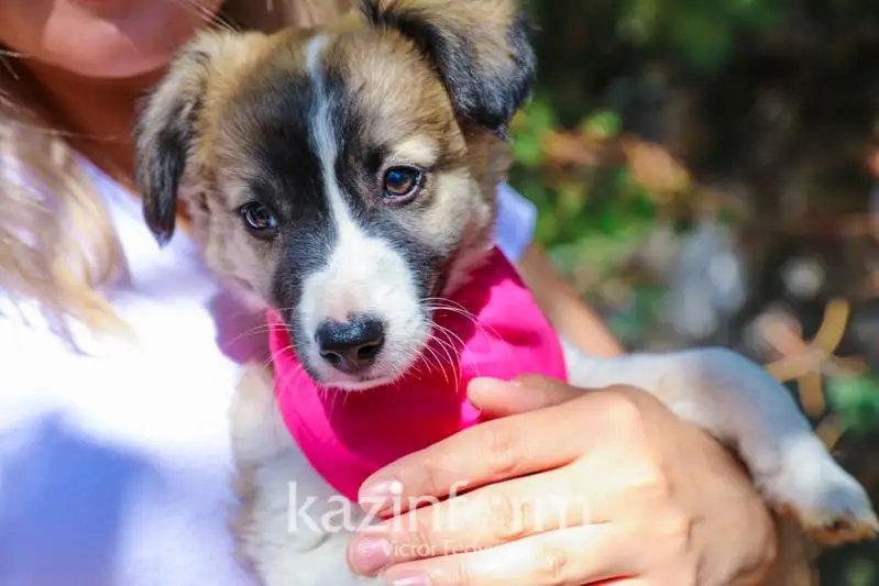 Около 300 астанчан наказали за нарушение правил выгула и содержания собак и кошек