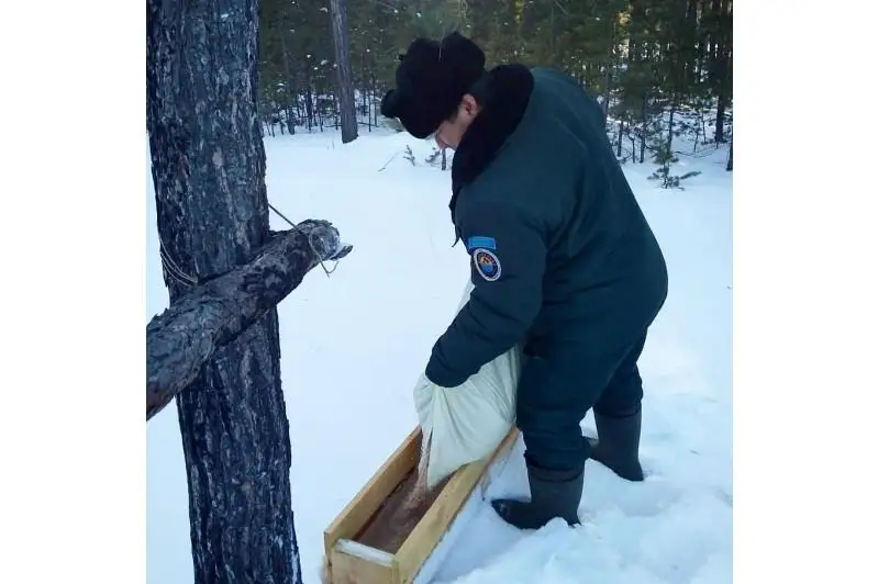 Лесники подкармливают диких животных в резервате «Семей орманы»
