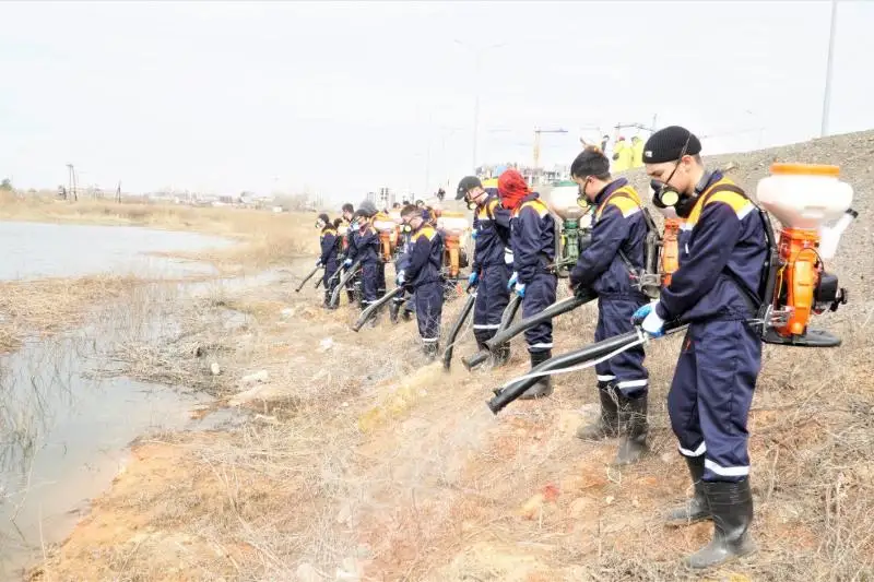 Как снижают количество комаров в Нур-Султане