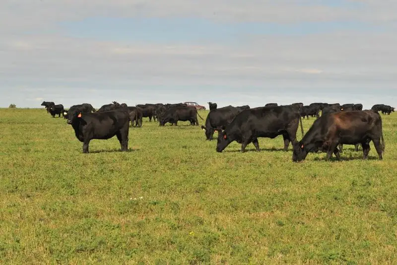 Как превратить умирающий совхоз в успешное хозяйство – история агроформирования из СКО