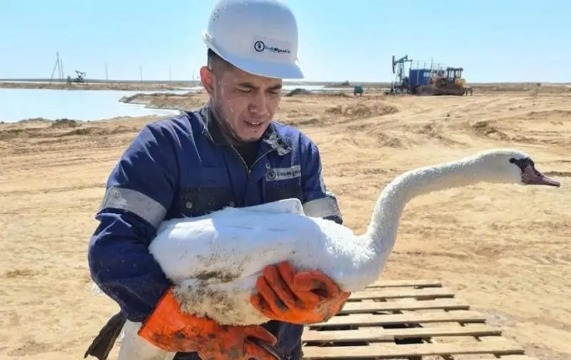 Попавших в соленое озеро лебедей спасли в Атырауской области