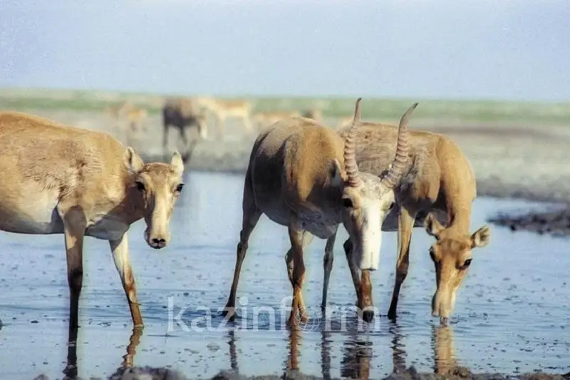 Мастер-план по сохранению животного мира планируют утвердить в Минэкологии
