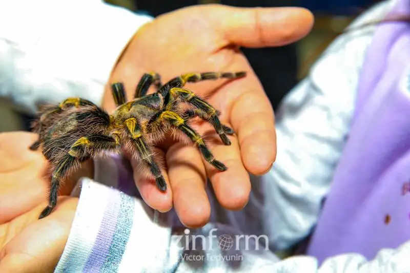 Этот мир они ощущают через вибрации и колебания – организатор просветительской выставки пауков