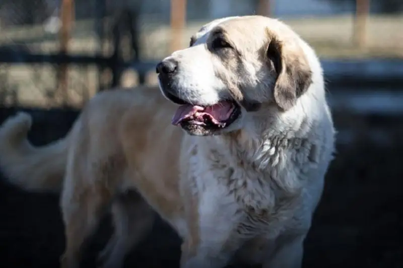 Алабай вырвался из вольера и кидался на прохожих в Павлодаре