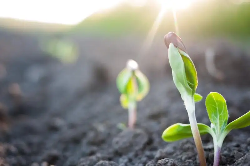 Как Туркестанская область готовится к вегетационному периоду