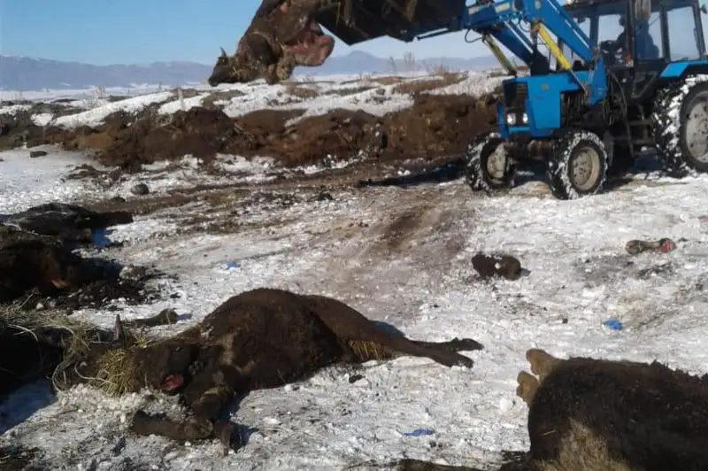 Kegende 53 bas mal qarasan jáne pasterellezden qyrylǵan -  ákimdik