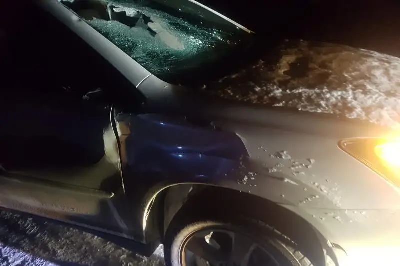 Табун лошадей выскочил на дорогу перед автомобилем в СКО