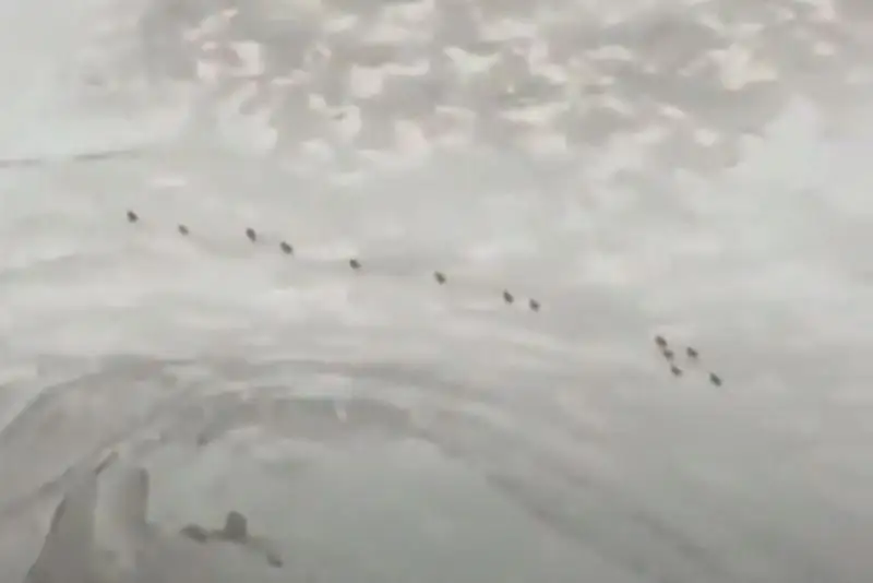 Стадо уриалов сняли на видео в урочище Бозжыра