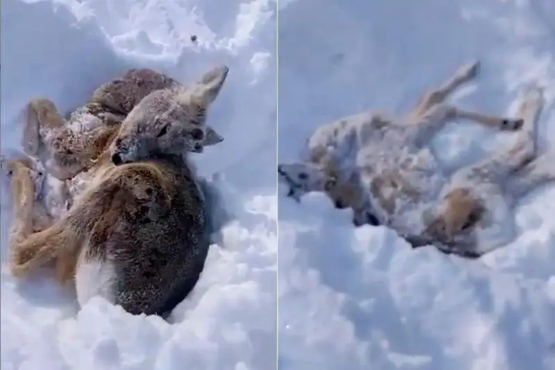 Почему гибнут косули в Северо-Казахстанской области