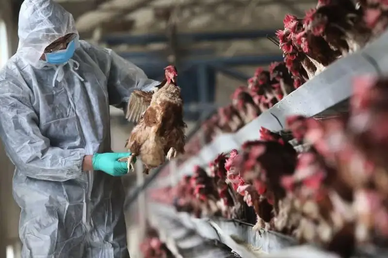 Вспышки птичьего гриппа зафиксированы в Чехии, Южной Корее и Китае